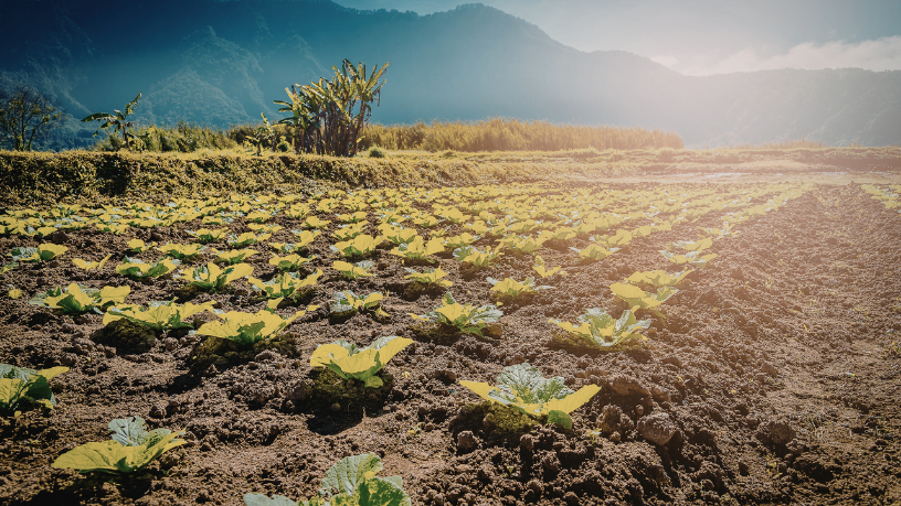 Desenvolvimento regional fortalecido pela agronomia na visão de Alfredo Moreira Filho.