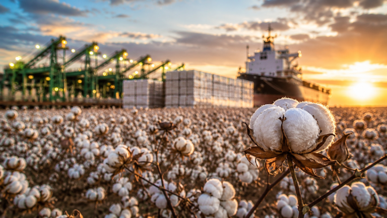 Exportação de Algodão do Brasil Bate Recorde e Reforça o Papel do Agronegócio na Economia Global